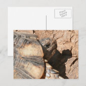 De de Griekse Schildpad/Schildpad van het Land Briefkaart (Voorkant / Achterkant)