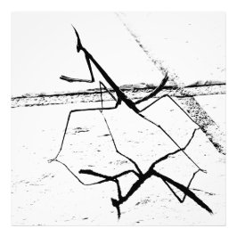 De denkende mantis foto afdruk