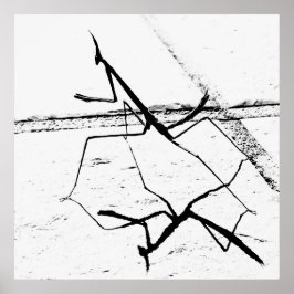 De denkende mantis poster