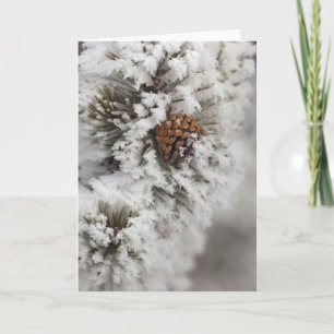 De Denneappel van Lodgepole in de winter in Feestdagen Kaart
