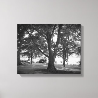 De Dillard Boom Canvas Afdruk
