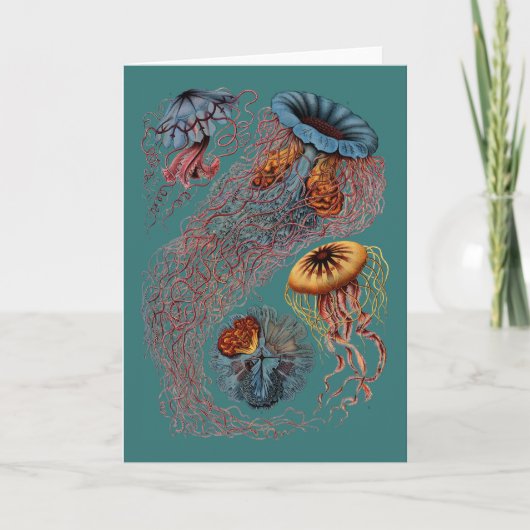 De Disco Medusae van Ernst Haeckel Kaart (Voorkant)