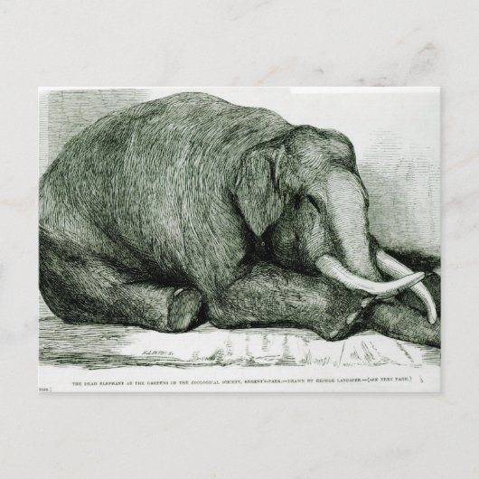 De dode olifant briefkaart (Voorkant)
