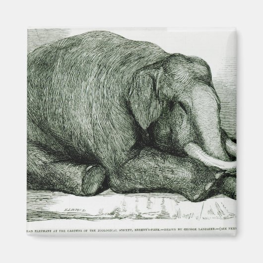 De dode olifant magneet (Voorkant)