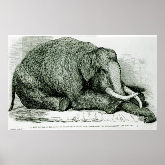 De dode olifant poster (Voorkant)