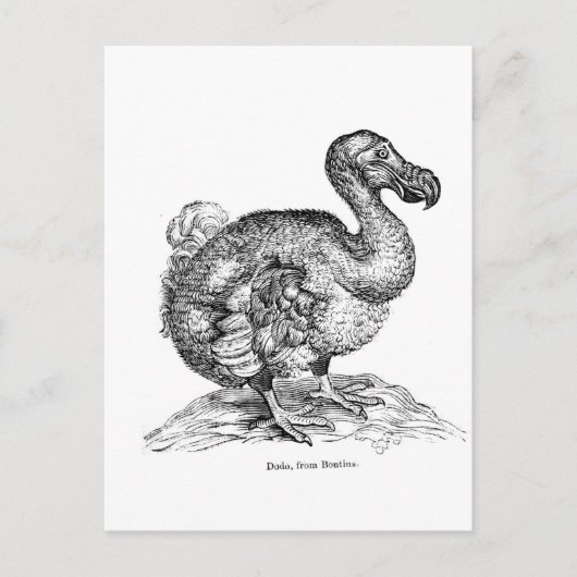 De Dodo Briefkaart (Voorkant)