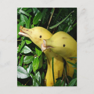 De Dolfijnen van het Gezicht van de banaan Briefkaart