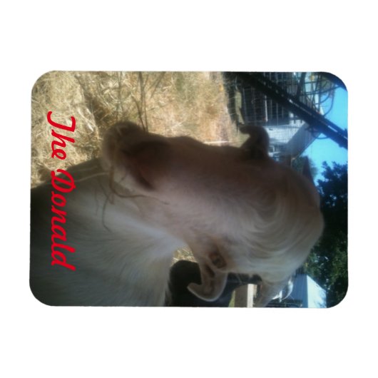 De Donald Magneet (Horizontaal)