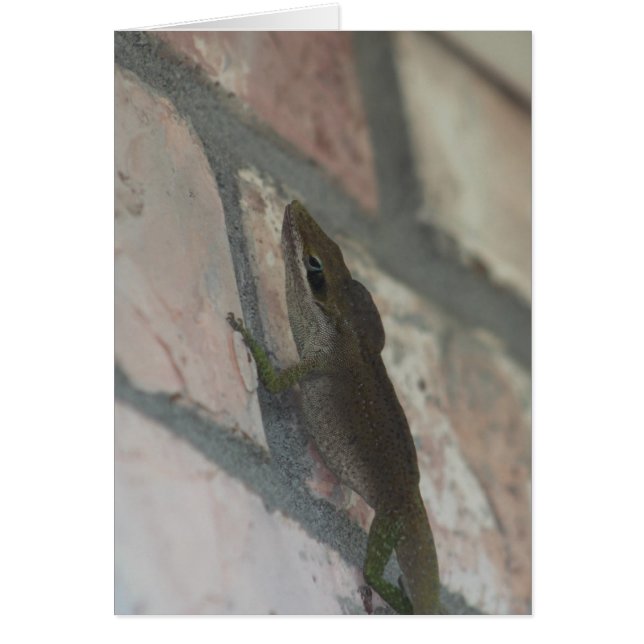 De donkere hagedis (Voorkant)