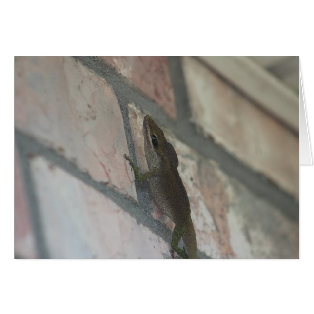 De donkere hagedis (Voorkant Horizontaal)