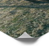 De Donkey Brothers Poster (Hoek)