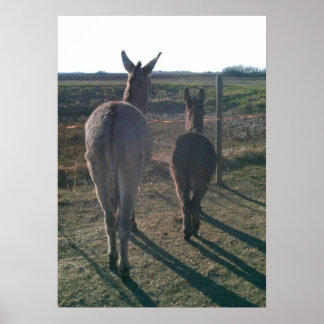 De Donkey Brothers Poster