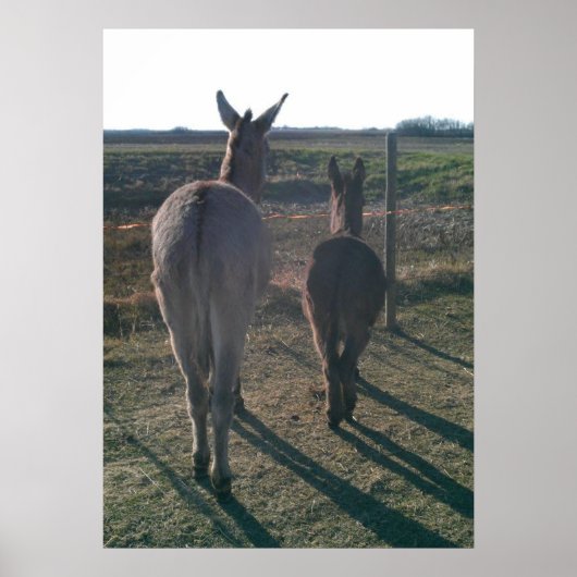 De Donkey Brothers Poster (Voorkant)