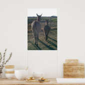 De Donkey Brothers Poster (Keuken)