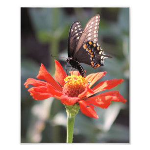 De dramatische one Butterfly foto Afdruk