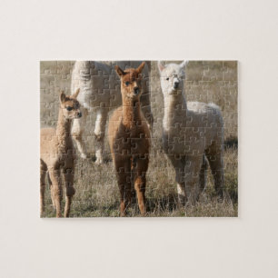 De drie amigo's, alpaca-stijl legpuzzel