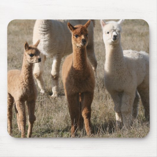 De drie amigo's, alpaca-stijl muismat (Voorkant)