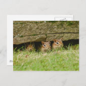 de drie amigos briefkaart (Voorkant / Achterkant)