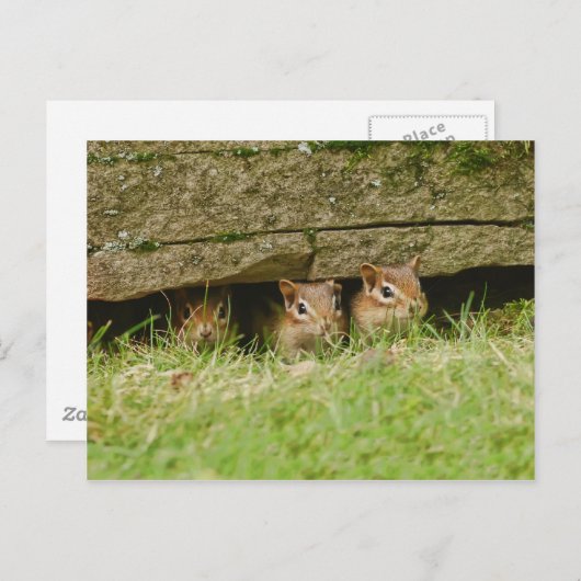 de drie amigos briefkaart (Voorkant / Achterkant)