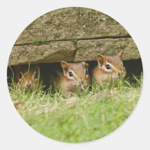 de drie amigos ronde sticker