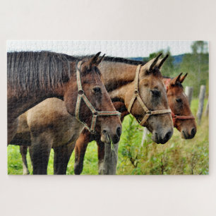 De drie Amigos Staring Paard Vrienden Legpuzzel