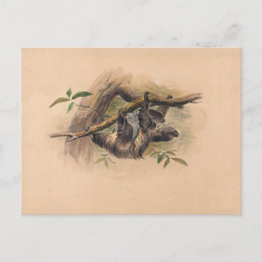 De drie-Toed Sloth van Joseph Wolf Briefkaart (Voorkant)