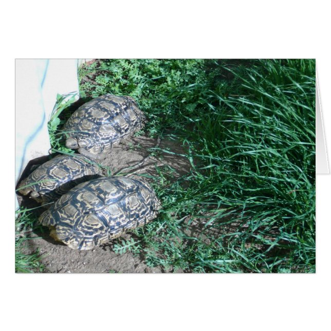 De drie Tortoises-kaart (Voorkant Horizontaal)