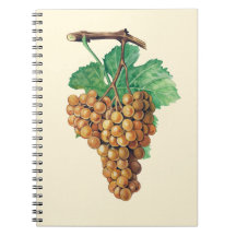 De druiven "terret blanc", kleur: botercrème