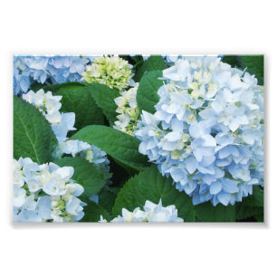 De Druk van de Foto van hydrangea hortensia's Afdruk