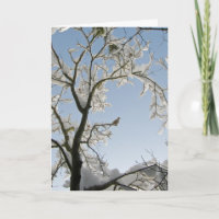 De duif antwoordt: "Noël."