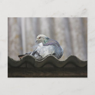 De duif op het dak. briefkaart