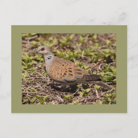 De Duif van de schildpad Briefkaart (Voorkant)