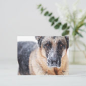 De Duitse herderdij dekt sneeuw Briefkaart (Staand voorkant)