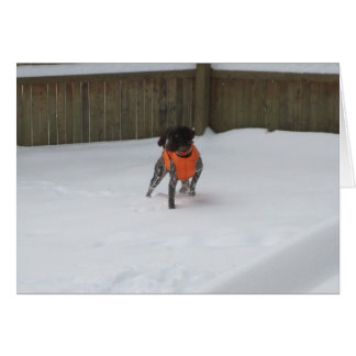 De Duitse Shorthaired Pointer in de sneeuw