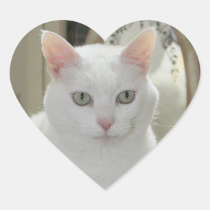 De echte kattenprinses hart sticker