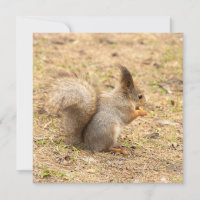 De eekhoorn eet een moerfoto