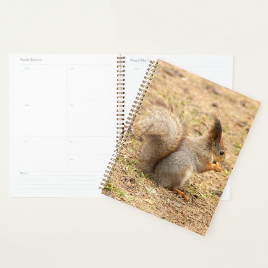 De eekhoorn eet een moerfoto planner (Display)