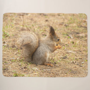 De eekhoorn eet een moerfoto sherpa deken