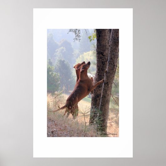 De eekhoorn Hunt Poster (Voorkant)