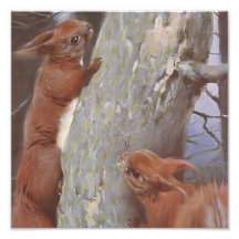 DE EEKHOORN (Sciurus vulgaris)