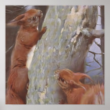 DE EEKHOORN (Sciurus vulgaris)