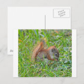 De Eekhoorn van het baby Briefkaart (Voorkant / Achterkant)