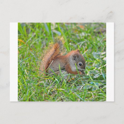 De Eekhoorn van het baby Briefkaart (Voorkant)