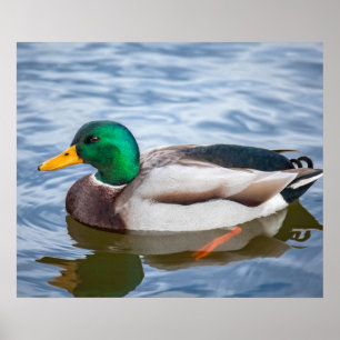 De Eend van de wilde eend Poster