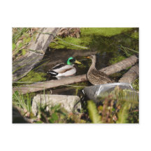 De Eenden van het Park van de ontdekking