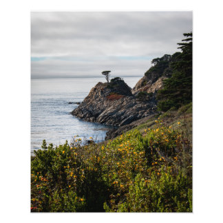 De eenzame boom in Point Lobos Foto Afdruk