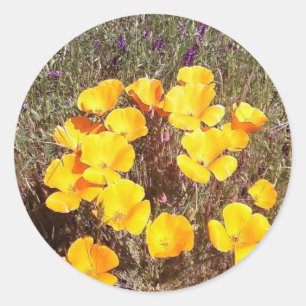 De eerste kus ~ Californische papavers van de lent Ronde Sticker