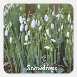 De eerste sneeuwklokjes van de lente in Cornwall Vierkante Sticker