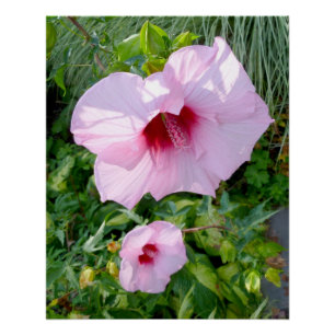 De eetbare ReuzeBloem van de Hibiscus Perfect Poster