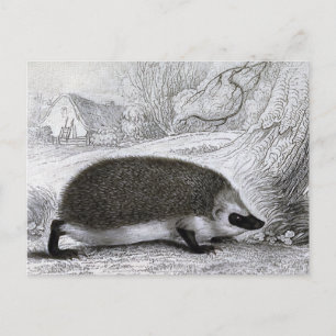 "De egel" Briefkaart